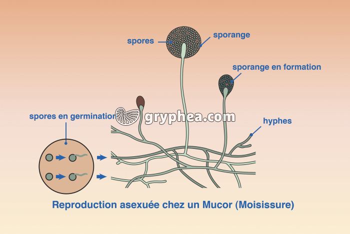 Moisissures - Cycle vital d'une moisissure (Mucor) - gryphea.com